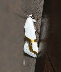 Ponometia dorneri