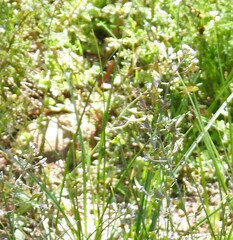 Capsella bursa-pastoris