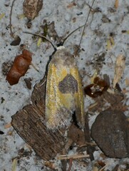 Stiria intermixta