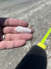 Cyrtopleura costata