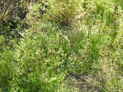 Capsella bursa-pastoris