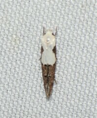 Mompha circumscriptella