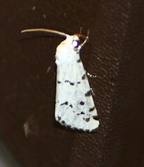 Grotella binda