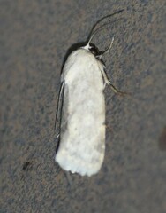 Leucocnemis perfundis