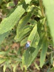 Asteromyia carbonifera