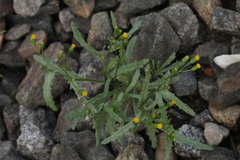 Senecio dubitabilis
