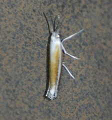 Ypsolopha gerdanella