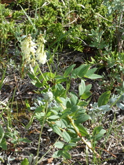 Hedysarum sulphurescens