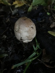 Chlorophyllum brunneum