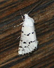 Grotella binda