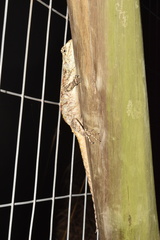 Acanthocercus atricollis