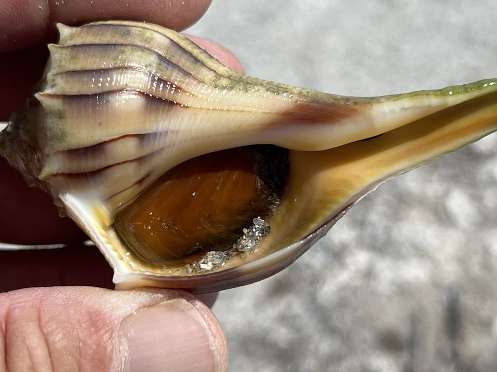 Texas Lightning Whelk