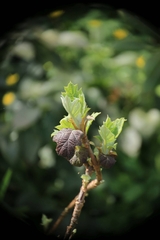 Hydrangea quercifolia