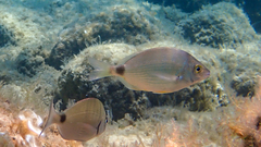Diplodus annularis