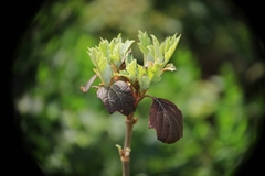Hydrangea quercifolia