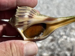 Sinistrofulgur pulleyi