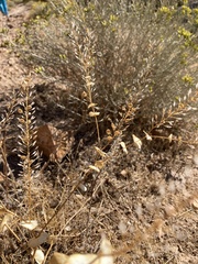 Lepidium densiflorum