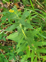 Asteromyia carbonifera
