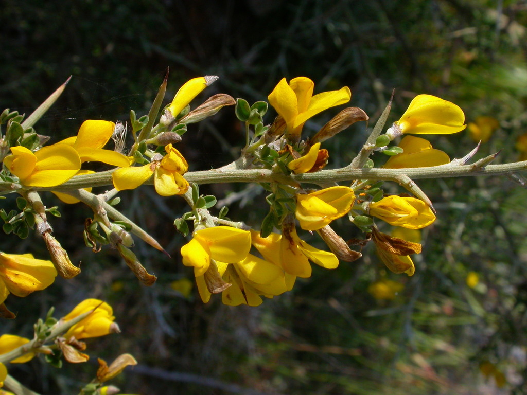 Spiny Broom