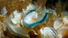 Padina pavonica