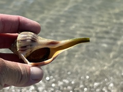 Sinistrofulgur pulleyi