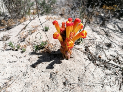 Image of Harveya squamosa by (c) Paul Emms, some rights reserved (CC BY-SA)