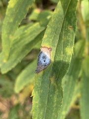 Asteromyia carbonifera