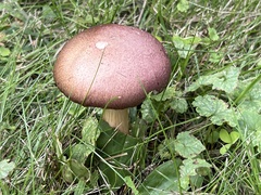 Stropharia rugosoannulata