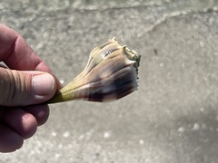 Sinistrofulgur pulleyi