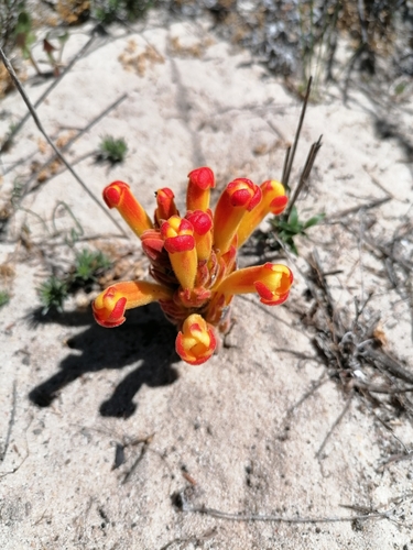 Image of Harveya squamosa by (c) Paul Emms, some rights reserved (CC BY-SA)