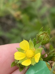 Potentilla paradoxa