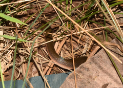 Lycodonomorphus rufulus