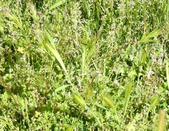 Hordeum murinum leporinum