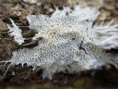 Corticiales