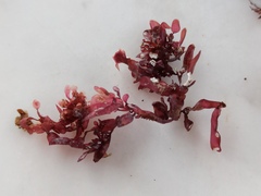 Coccotylus truncatus