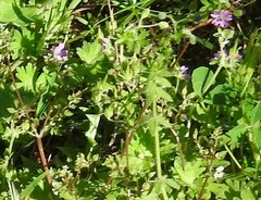 Cruciata laevipes
