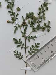 Potentilla paradoxa