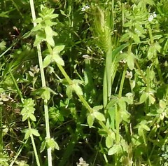 Geranium molle