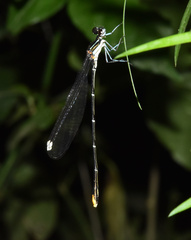 Allocnemis leucosticta