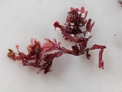 Coccotylus truncatus