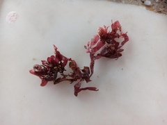 Coccotylus truncatus