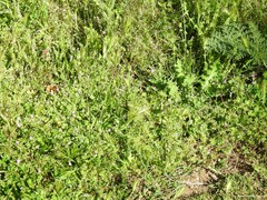 Geranium molle