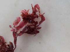 Coccotylus truncatus