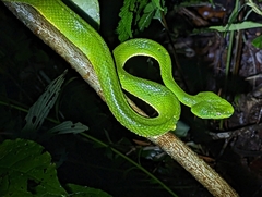 Bothriechis lateralis