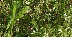 Bromus hordeaceus