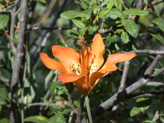 Lilium philadelphicum