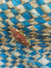 Pantilius tunicatus