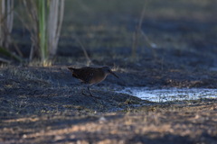 Rallus limicola