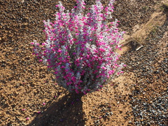 Dasymalla terminalis