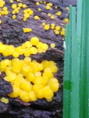 Calycina